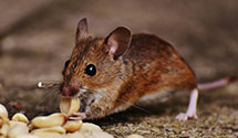 24 Hour & Emergency Exterminators in Franklin, NC
